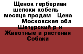 Щенок гербериан шепски.кобель 2,5 месяца продам › Цена ­ 5 500 - Московская обл., Шатурский р-н Животные и растения » Собаки   